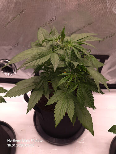 Eine junge Cannabispflanze in einem schwarzen Stofftopf in einem Growzelt.