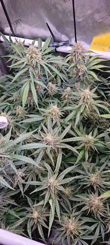 Growreport Bild 6