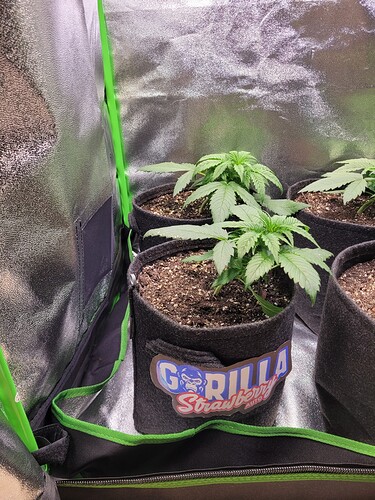 Growreport Bild 4