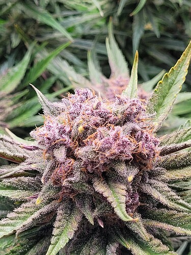 Growreport Bild 2