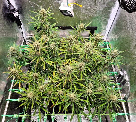 Growreport Bild 32