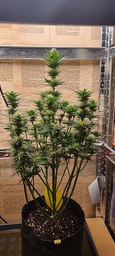 Growreport Bild 9