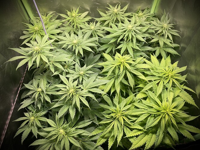 Growreport Bild 2