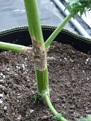 Growreport Bild 20