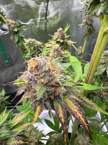 Growreport Bild 4