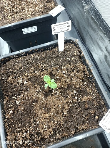 Growreport Bild 6