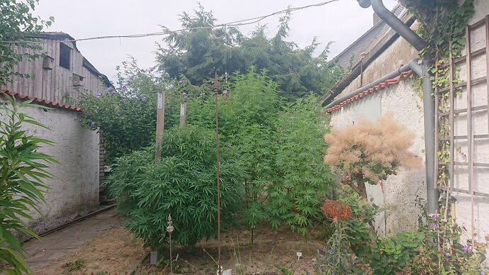 DSC5053