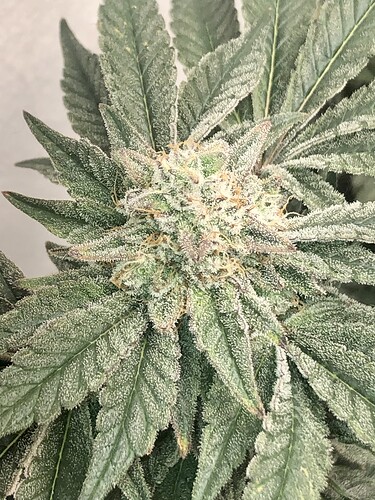 Growreport Bild 5