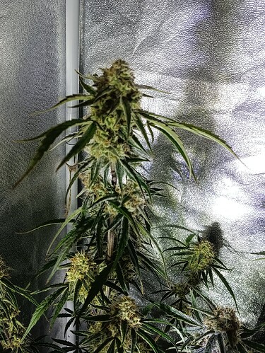 Growreport Bild 3
