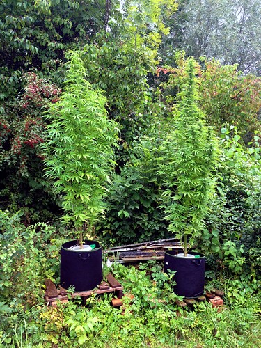 Grow25_0901_17