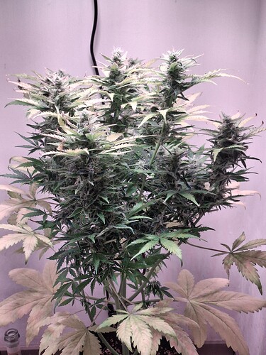 Growreport Bild 4
