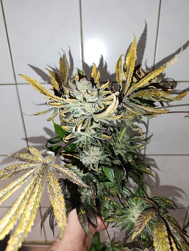 Growreport Bild 6