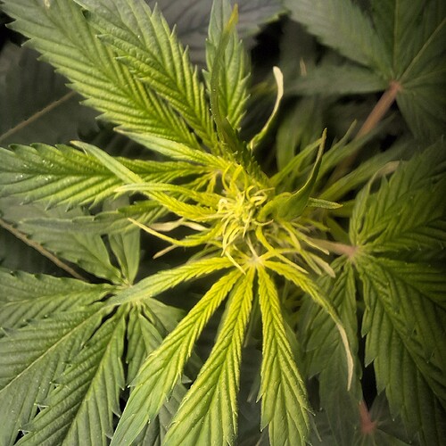 Nahaufnahme der Spitze einer Cannabispflanze im Wuchs, mit gelblichen Blättern, die auf Nährstoffmangel hindeuten.