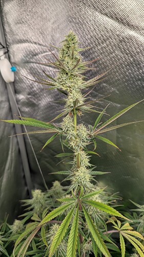 Growreport Bild 3