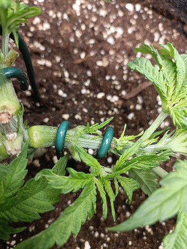 Growreport Bild 6