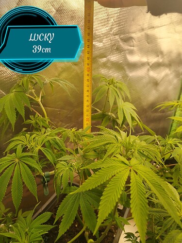 Growreport Bild 6