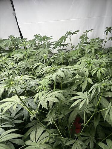 Growreport Bild 34