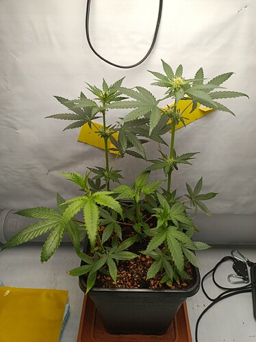 IMG_20240803_202136_152