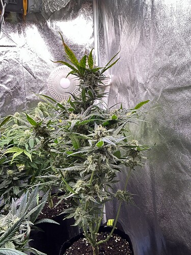 Growreport Bild 3