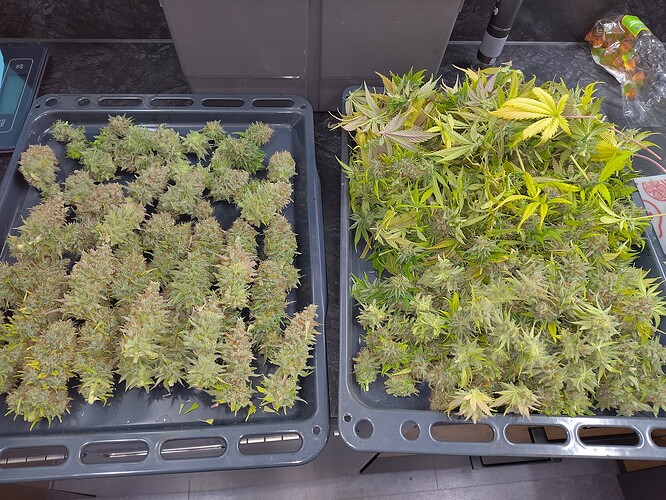 Growreport Bild 3