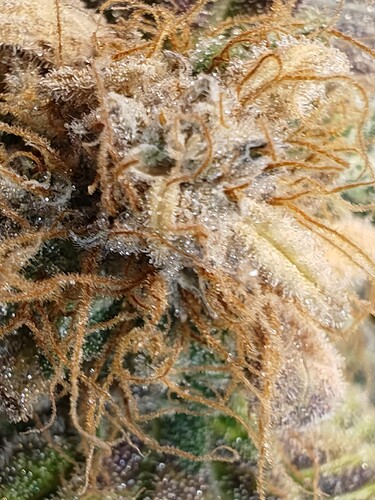 Growreport Bild 7