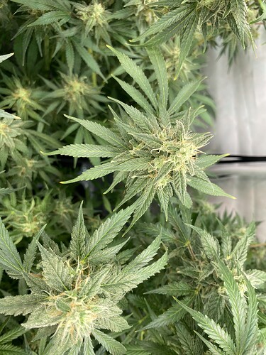 Growreport Bild 9