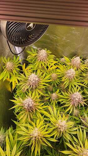 Growreport Bild 1