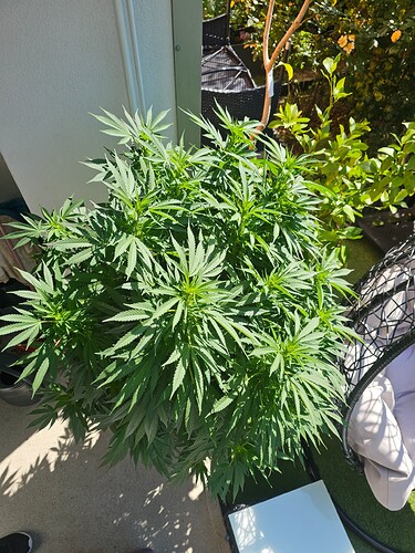 Growreport Bild 7