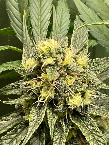 Growreport Bild 52