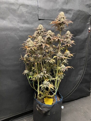Growreport Bild 25