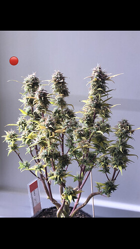 Growreport Bild 18