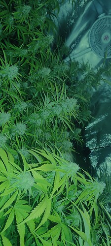 Growreport Bild 5