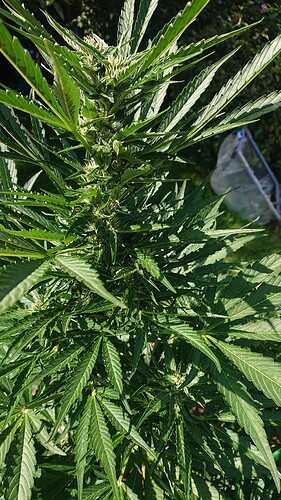 Growreport Bild 33