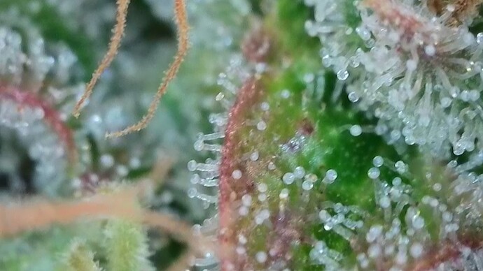 Growreport Bild 56
