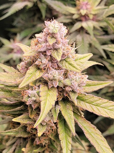 Growreport Bild 26