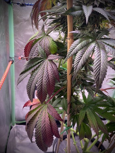 Growreport Bild 15