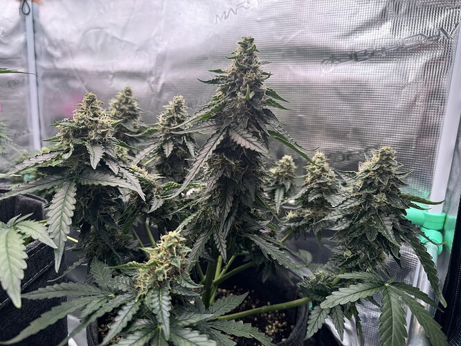 Growreport Bild 7