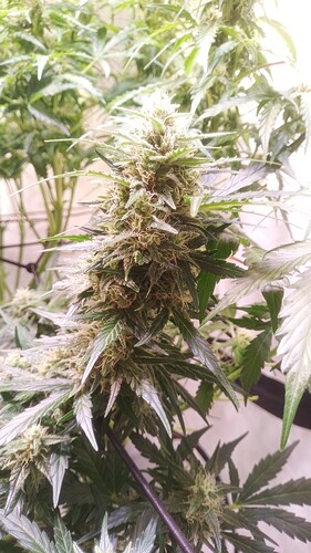 Growreport Bild 4