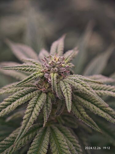 Growreport Bild 6
