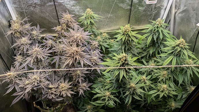 Growreport Bild 1