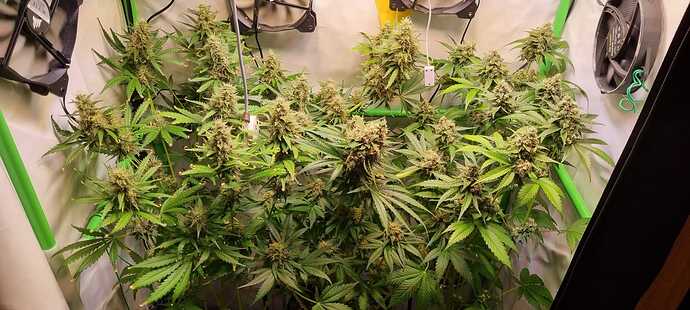 Growreport Bild 37