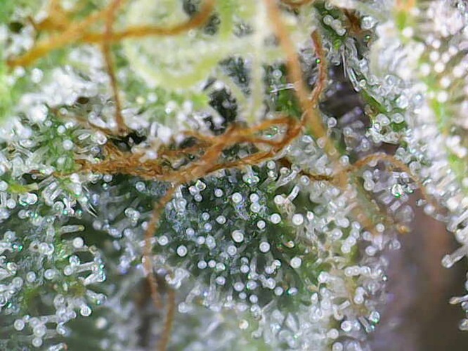 Growreport Bild 19
