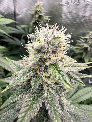 Growreport Bild 4