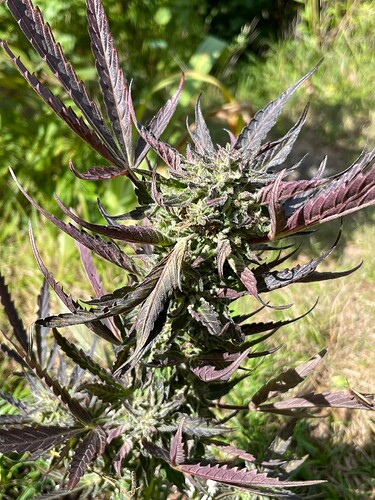 Growreport Bild 40