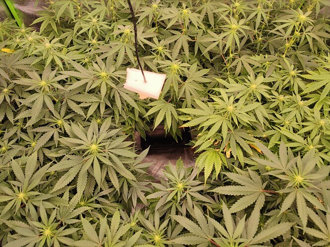 Growreport Bild 5