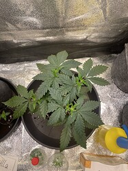 Growreport Bild 8