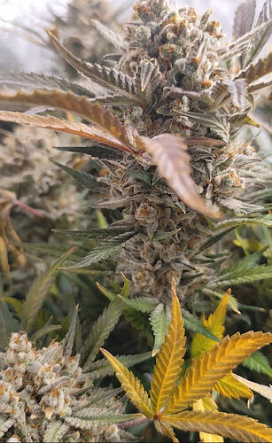 Growreport Bild 4