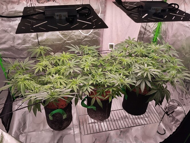 Growreport Bild 8