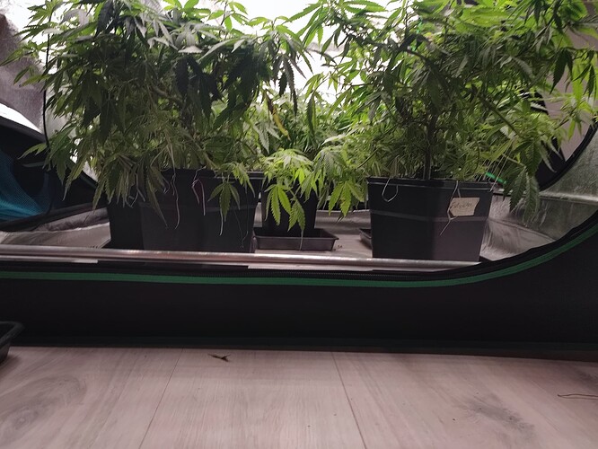 Growreport Bild 28