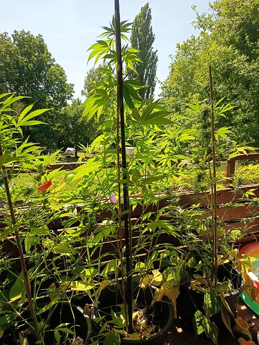 Growreport Bild 3